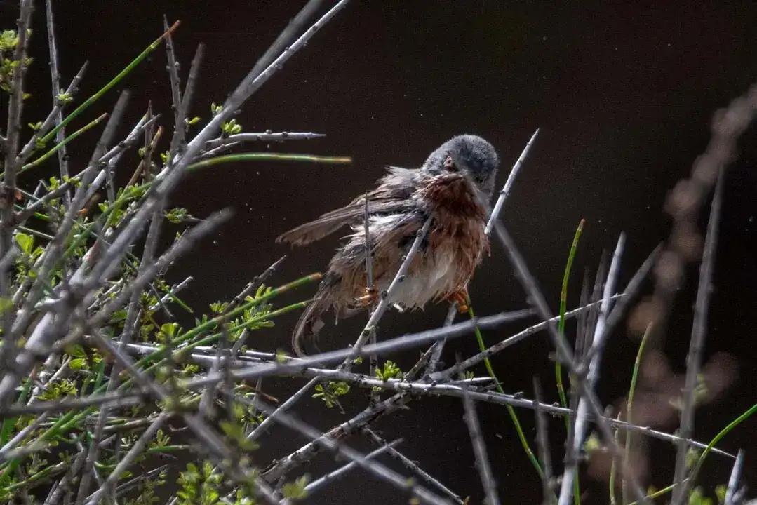 Göç Yolunda Antalya'nın Nadir Misafirleri 5